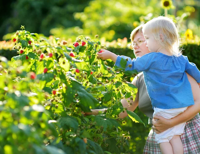 Frau und Kind pflücken Himbeeren auf dem Himbeerfeld