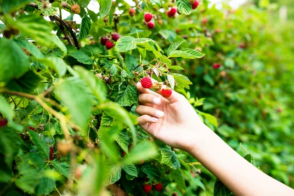 Eine Person pflückt frische Himbeeren auf einem Himbeerfeld