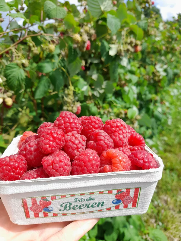 Frisch gepflückte Himbeeren in einer Schale mitten im Himbeerfeld