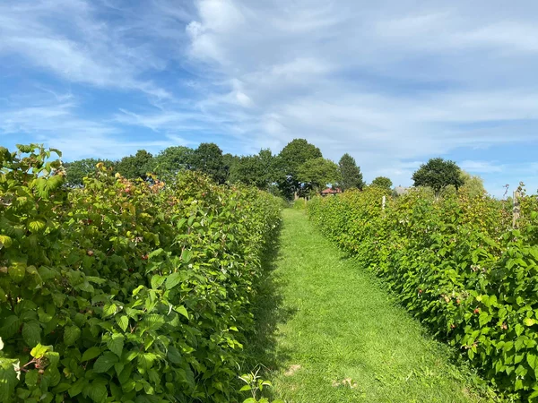 Himbeerfeld mit Himbeerpflanzen
