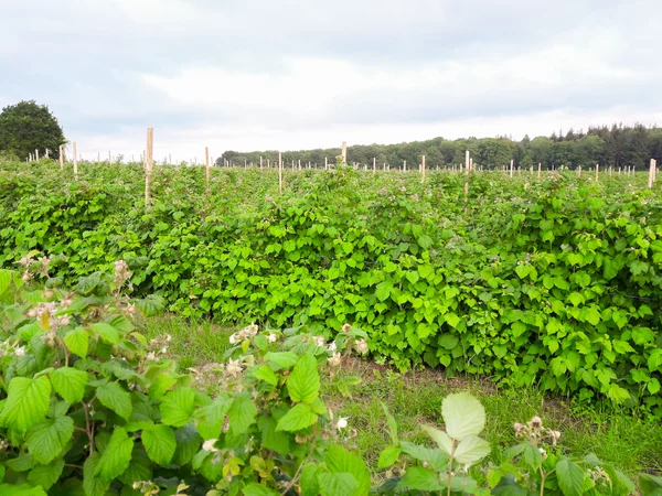 Aufnahme vom Himbeerfeld mit mehreren Himbeerpflanzen