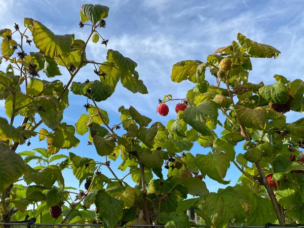 Himbeerpflanze mit frischen Himbeeren