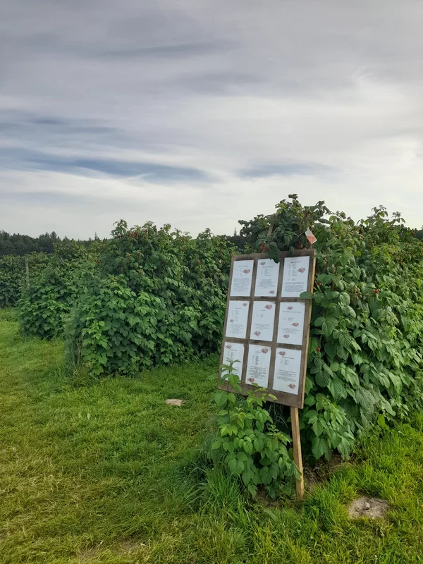 Infotafel im Himbeerfeld