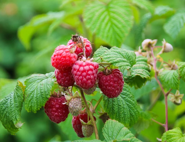 Himbeerstrauch mit frischen Himbeeren im Himbeerglück Heinkenborstel