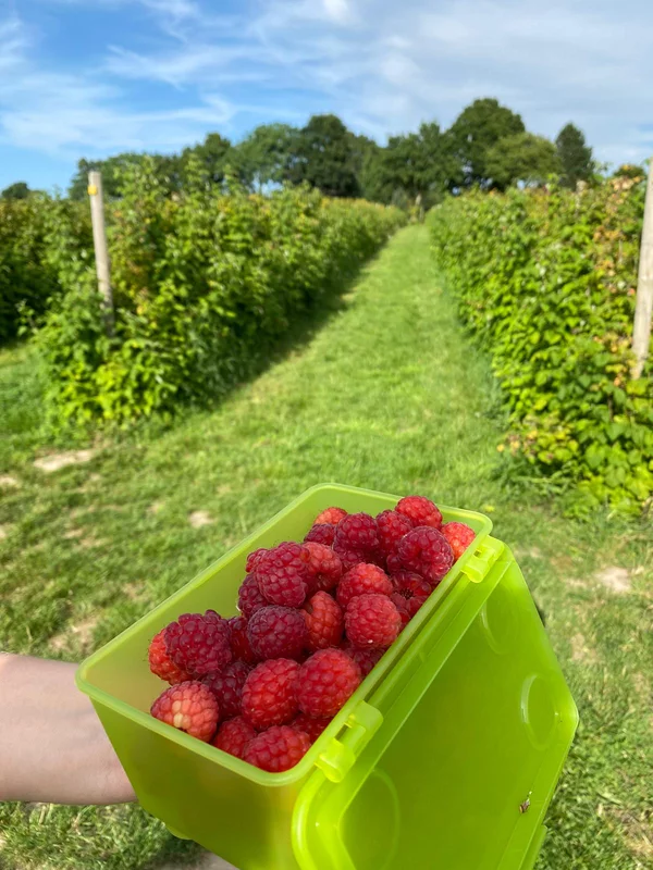 Gefäß mit gepflückten Himbeeren im Himbeerfeld